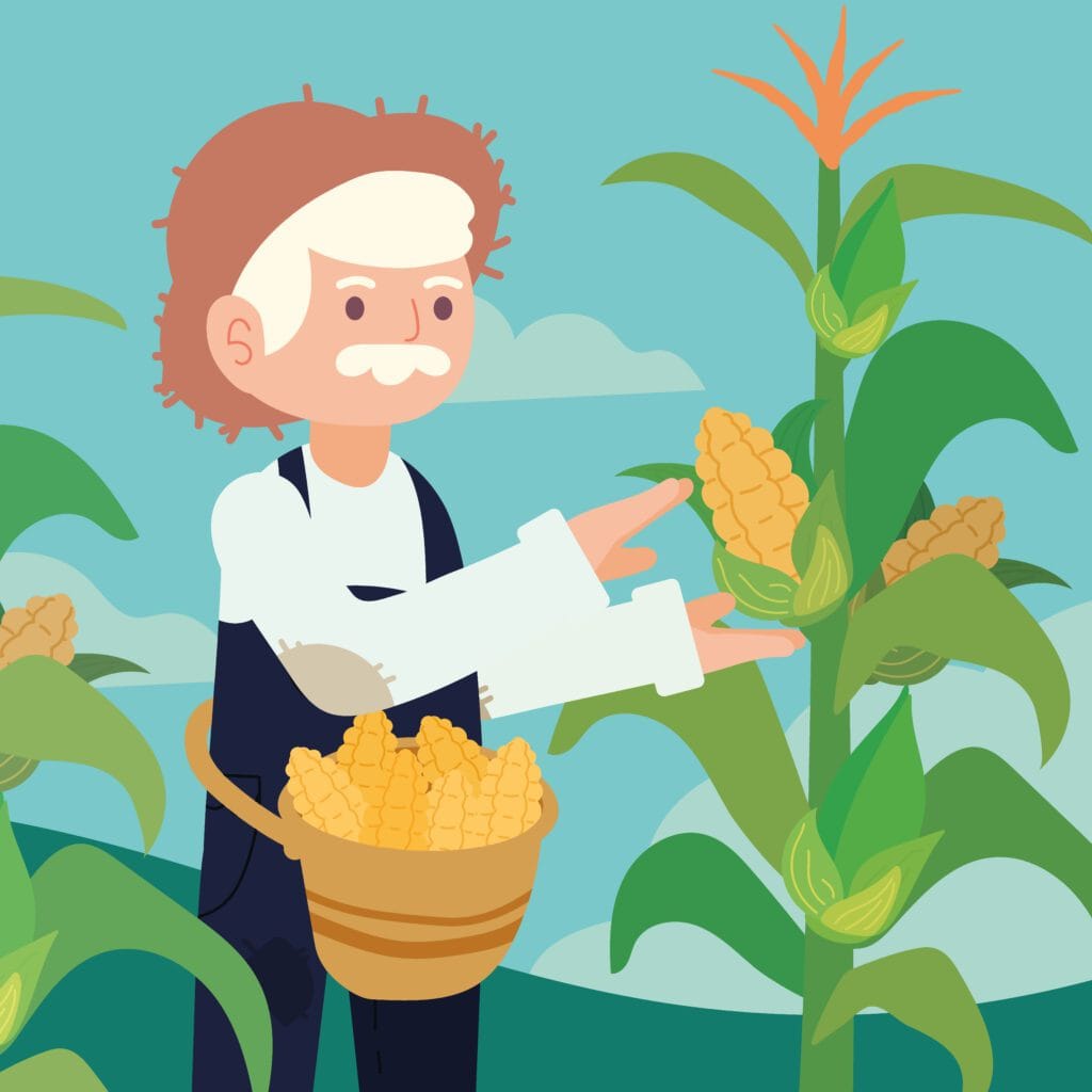 farmer working on field corn