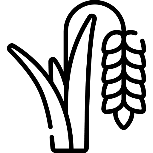 rice_5021861